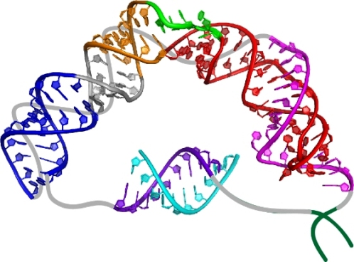 Модель «ключевого домена» РНК  теломеразы,  полученная  Джули Фейгон, Ци Чжаном и их коллегами из  лаборатории Фейгон в Университете Калифорнии – Лос-Анджелес.